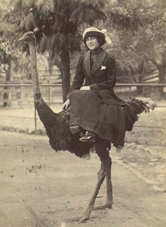 Crazy-Animals-from-Past-17