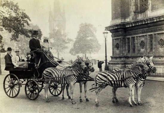 Crazy-Animals-from-Past-6