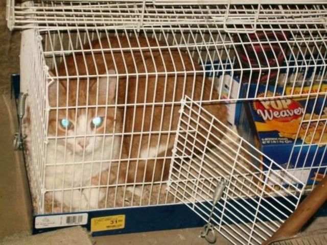 cats_find_the_oddest_places_to_get_comfortable_640_08