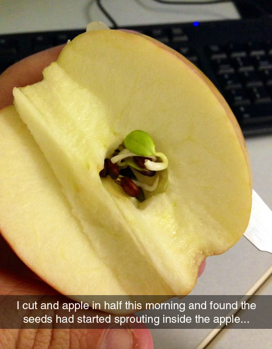 cool-apple-seeds-sprouting-inside