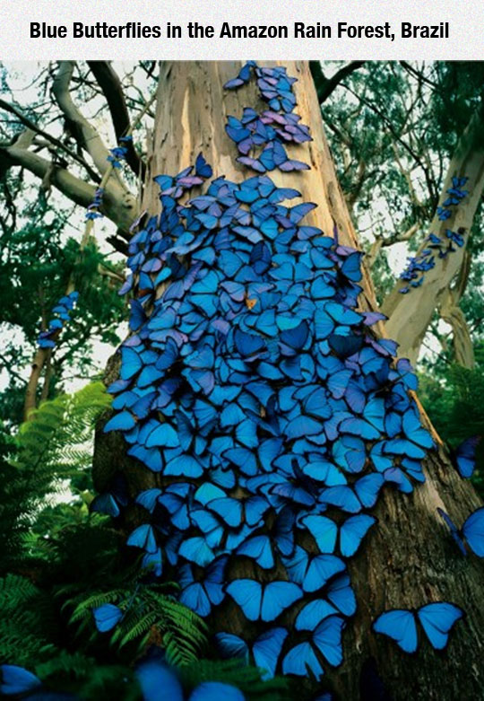Butterflies In The Amazon