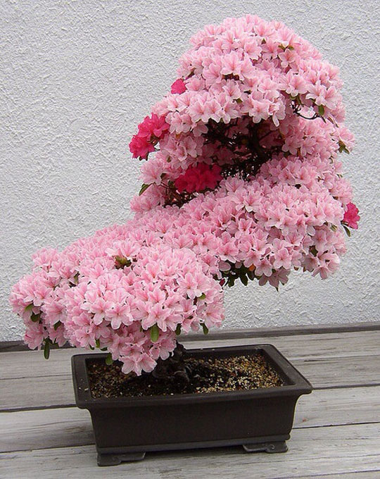 A Cherry Tree Bonsai
