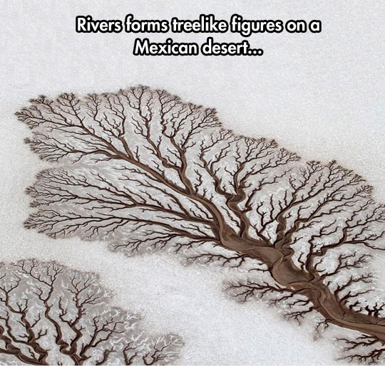 Fractals Commonly Found In Nature
