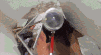 Abandoned Dog With Head Stuck In A Jar Is Rescued