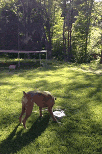 cool-gif-dog-playing-water-fountain