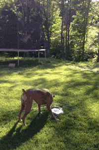 Dog Loves Her New Water Fountain