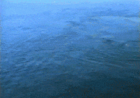 Humpback Whale Bubble Rings