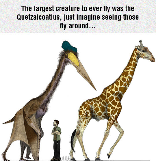 The Largest Flying Creature