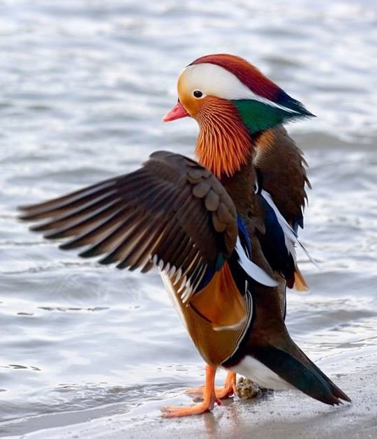 A Mandarin Duck Spreading Its Wings