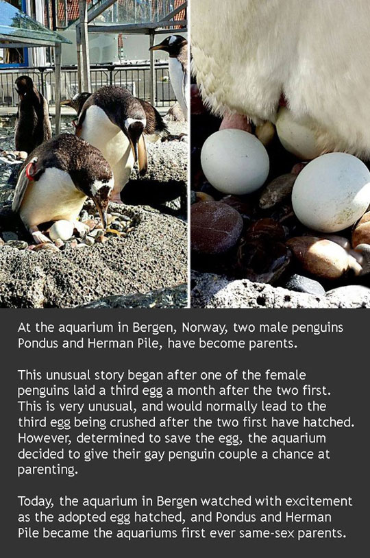 cool-penguin-gay-parents-egg-hatch