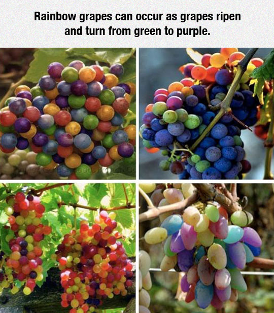 Amazing Rainbow Grapes