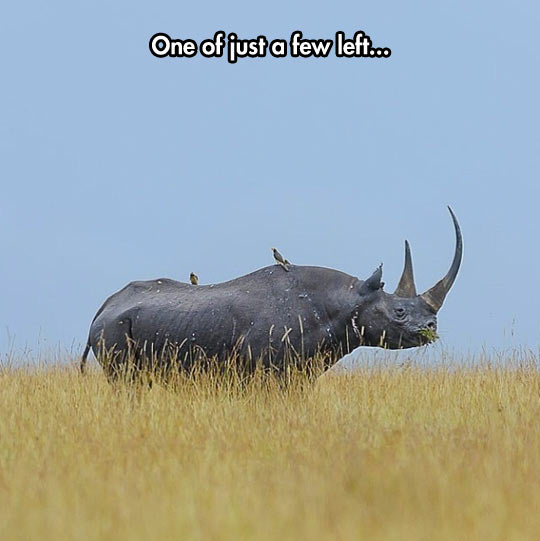 A Majestic Black Rhino