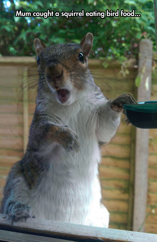 cool-squirrel-eating-bird-food