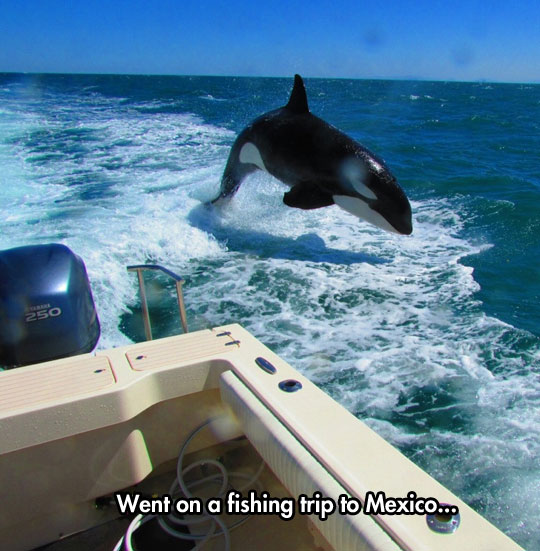 cool-whale-water-jumping-fishing-trip