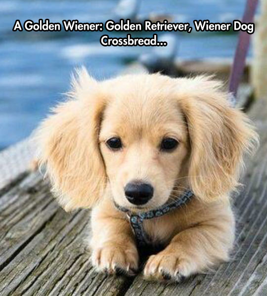 cute-Golden-Wiener-Retriever-dog