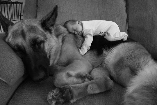 cute-baby-sleeping-German-Sheppard-couch
