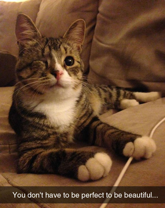 cute-cat-missing-eye-lying