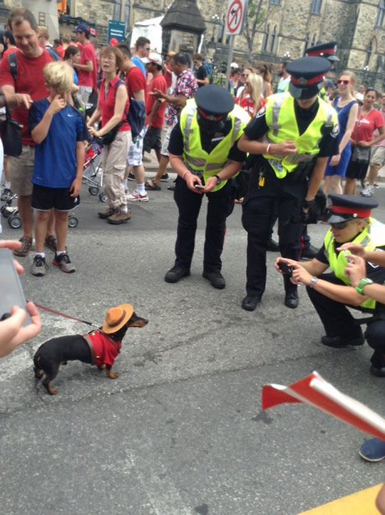 cute-dog-Canadian-police-suit