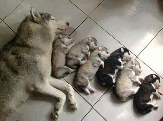 cute-husky-puppies-sleeping-floor
