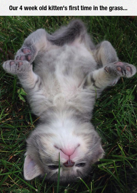 cute-kitty-laying-grass-cool