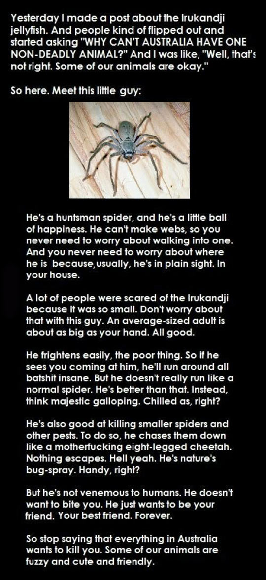 funny-Australia-spider-deadly