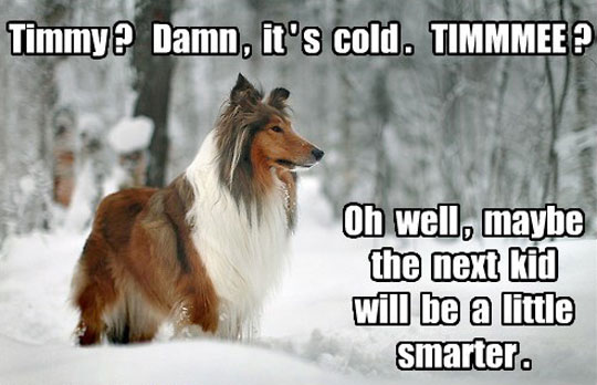funny-Lassie-cold-winter-Timmy