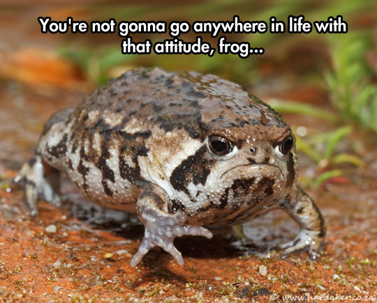 Grumpy Toad Has Had Enough