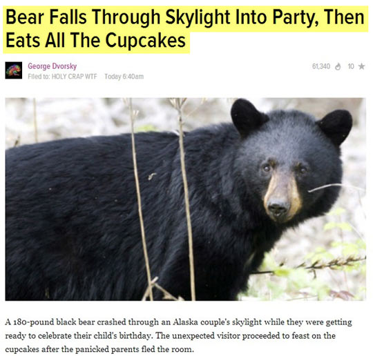 funny-bear-news-eat-cupcakes