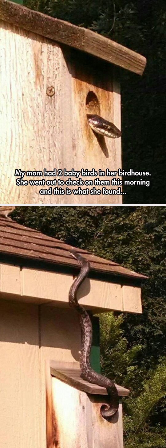 funny-bird-house-snake-head-mother