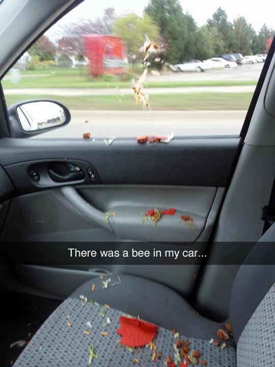 funny-car-food-taco-bee