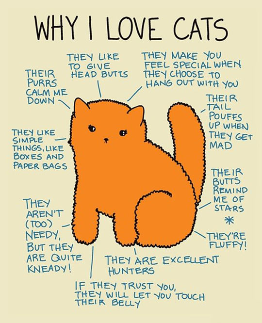 Why I Love Cats