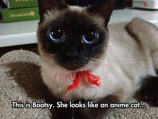 Anime Cat In Real Life