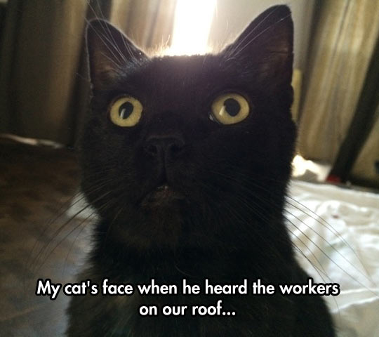 Astonished Cat