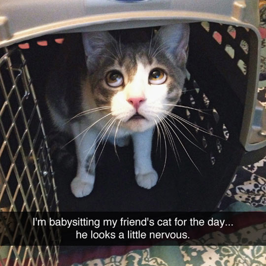 Poor Little Kitty