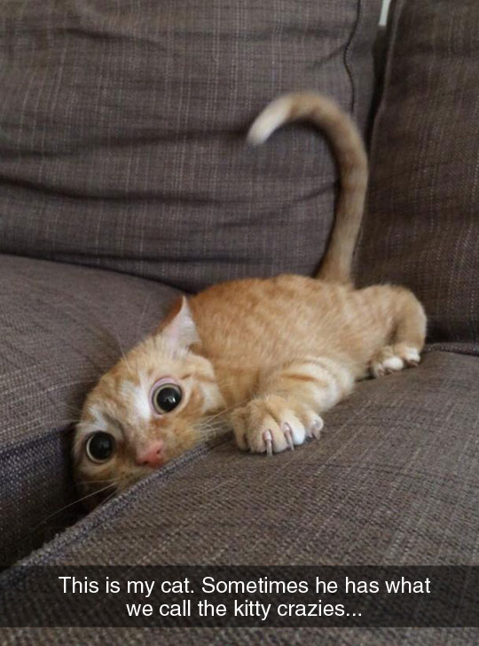 funny-cat-crazy-look-couch