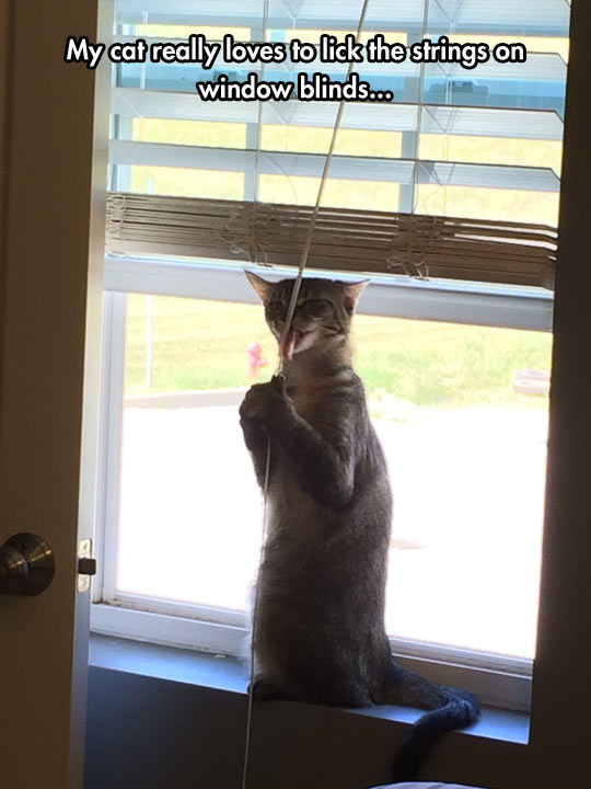 funny-cat-licking-window-stick