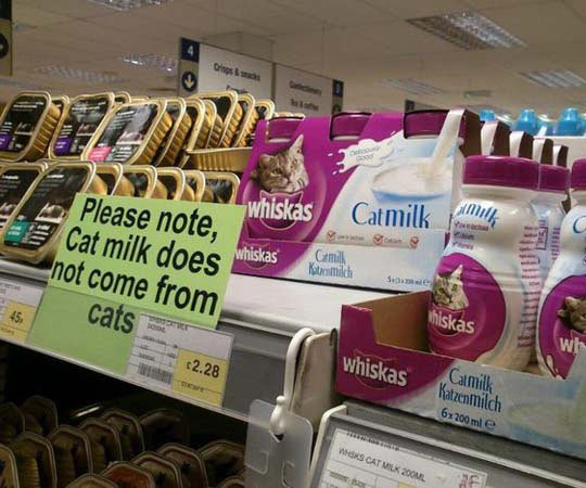 Cat Milk Warning
