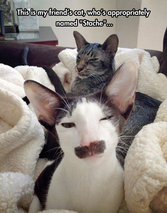 funny-cat-moustache-eye-face