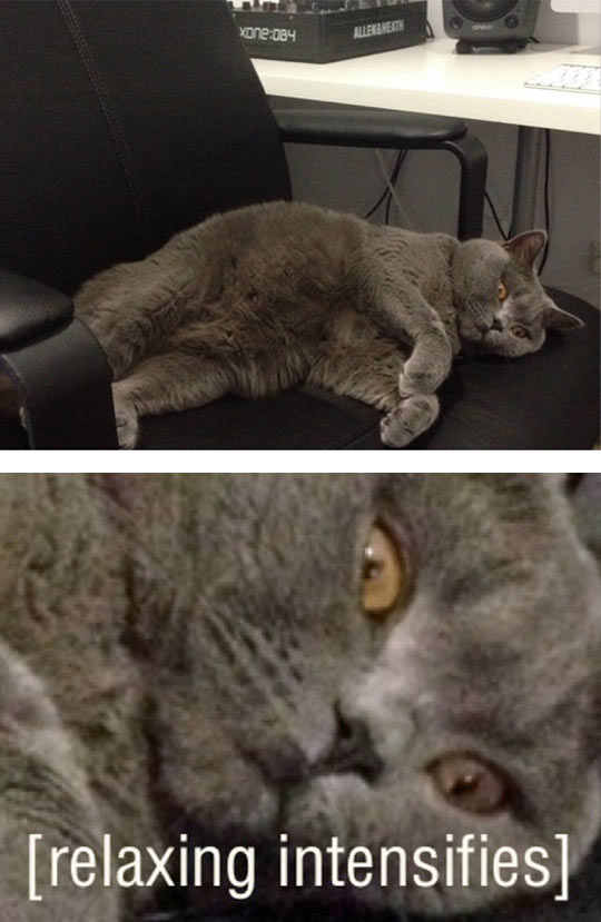 funny-cat-sofa-relaxing-lay-down