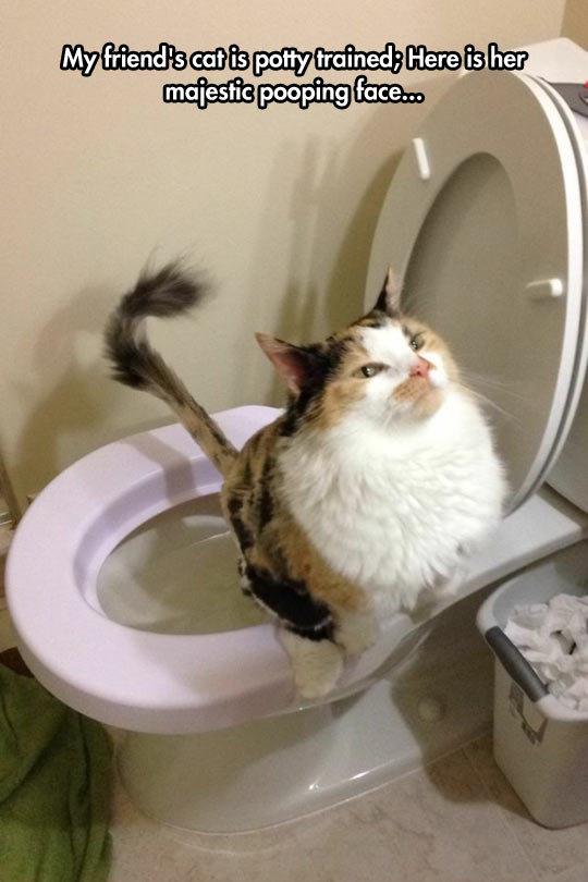funny-cat-training-bathroom-toilet.jpg
