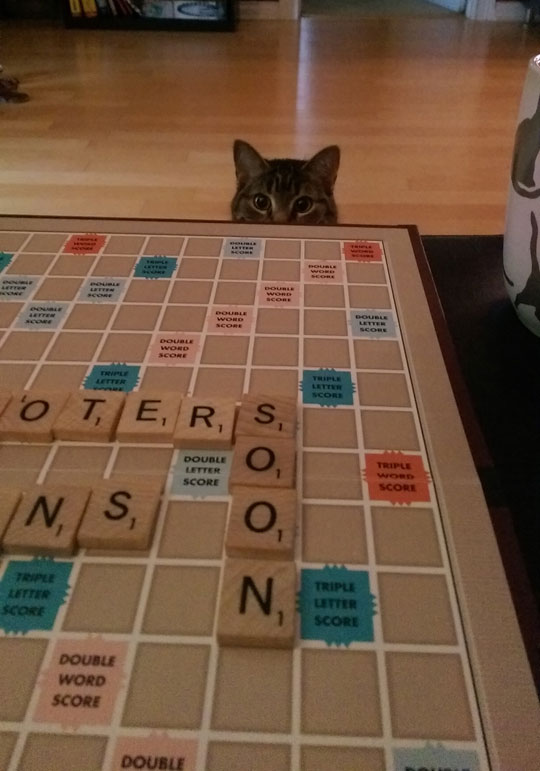 funny-cat-watching-Scrabble-soon