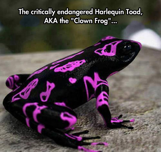 The Clown Frog