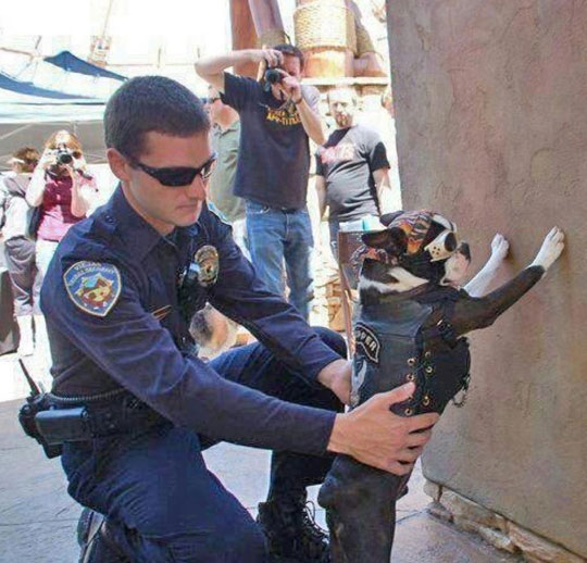 funny-cop-frisking-biker-dog