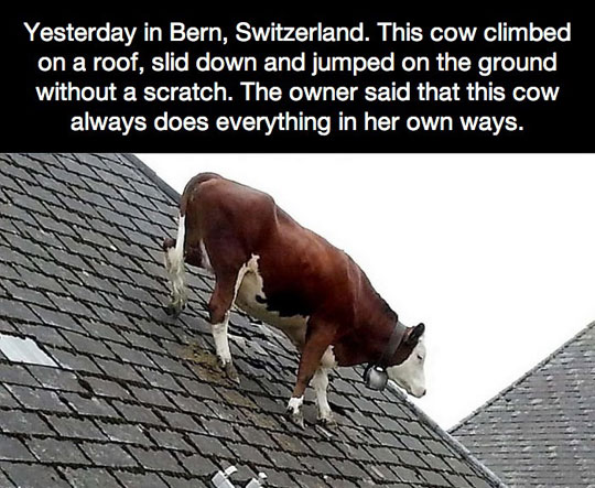 This Cow Is Not Worried Anymore