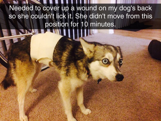 funny-dog-bandage-cover-wound