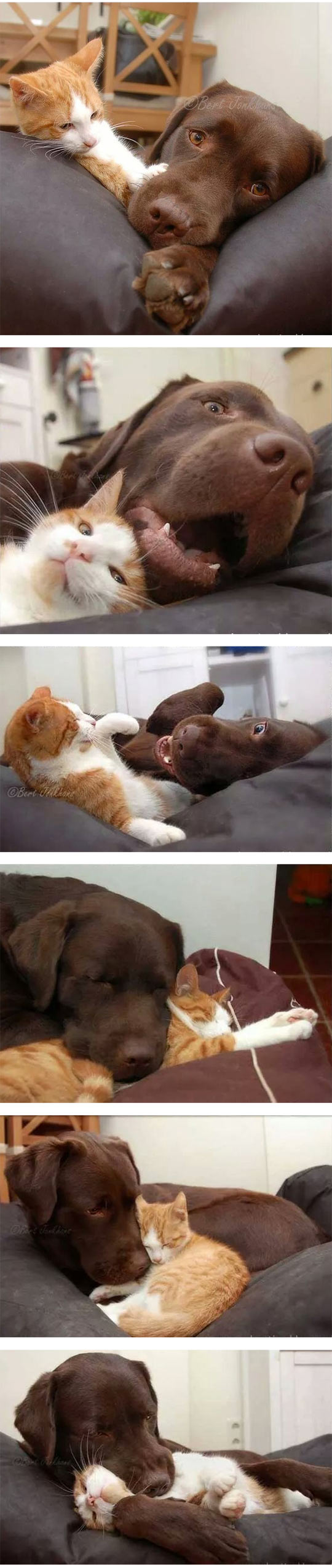 funny-dog-cat-love-hug-sleeping-kitten