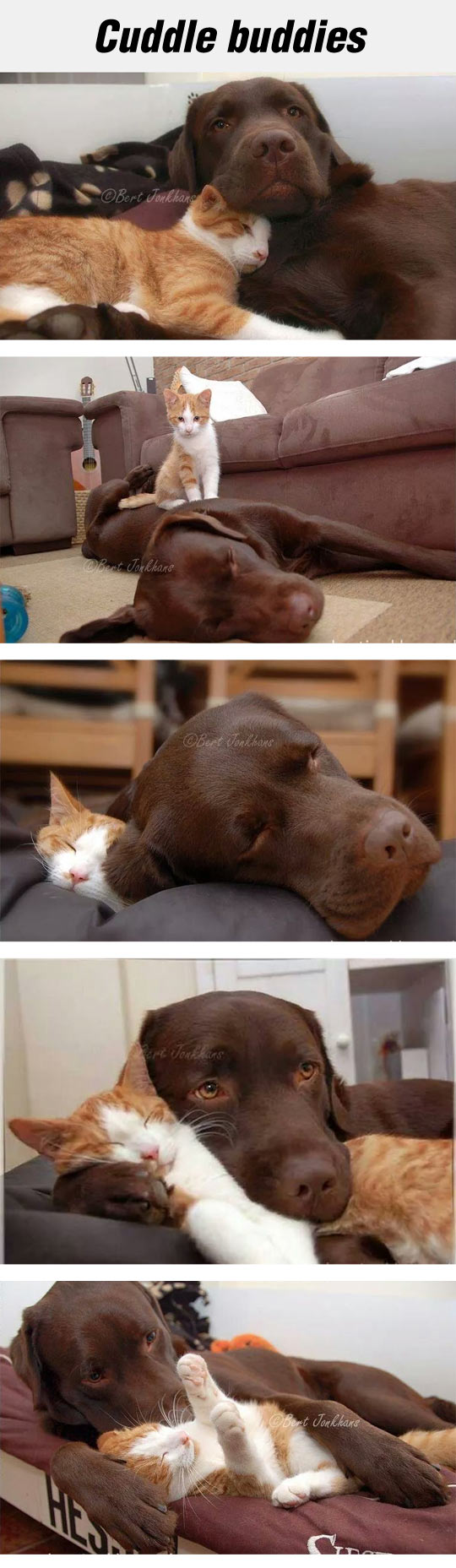 funny-dog-cat-love-hug-sleeping
