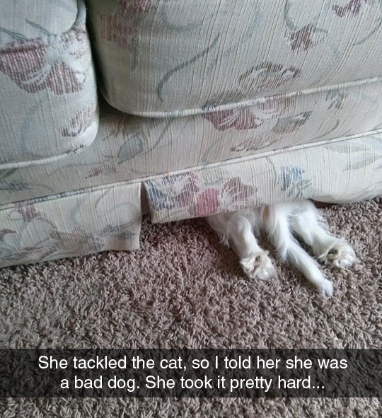 funny-dog-hiding-under-couch