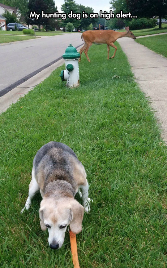 funny-dog-hunting-deer-neighborhood
