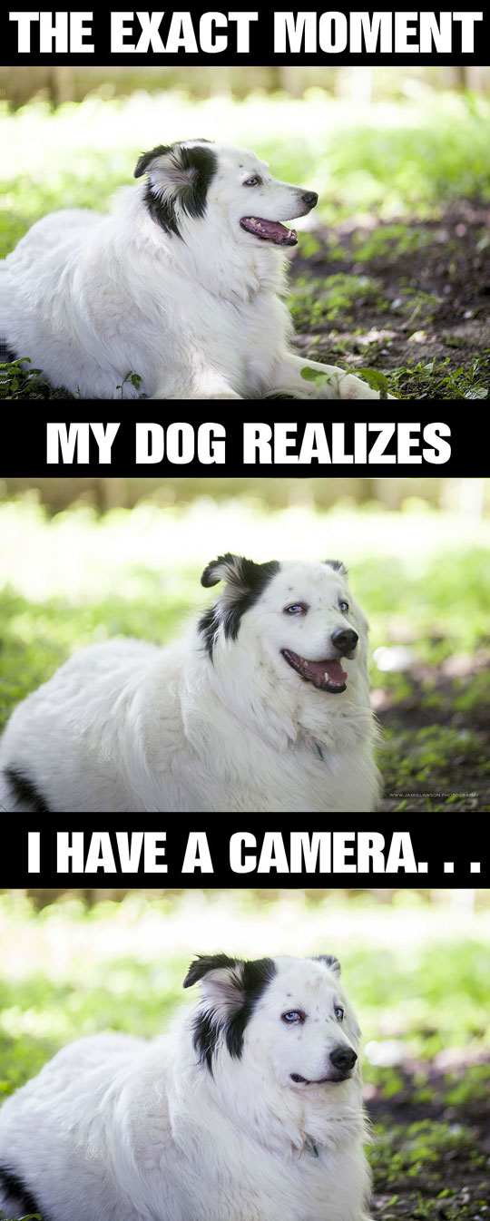 funny-dog-looking-camera